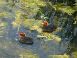 Amsterdamse Waterleidingduinen meerkoeten