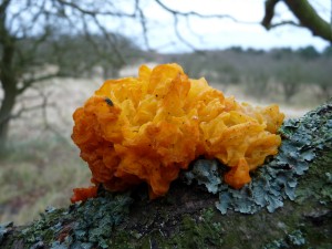 Amsterdamse Waterleidingduinen waaiboom trilzwam