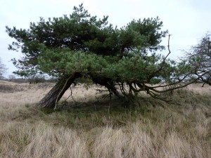 Amsterdamse Waterleidingduinen waaiboom