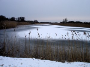 Amsterdamse Waterleidingduinen in de winter