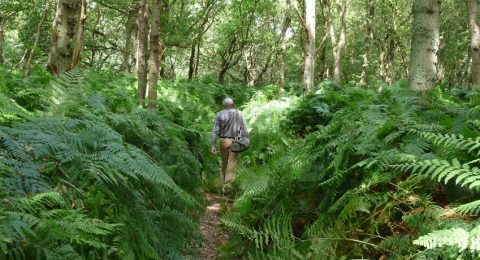 Struinen in natuurgebied de Amsterdamse Waterleidingduinen