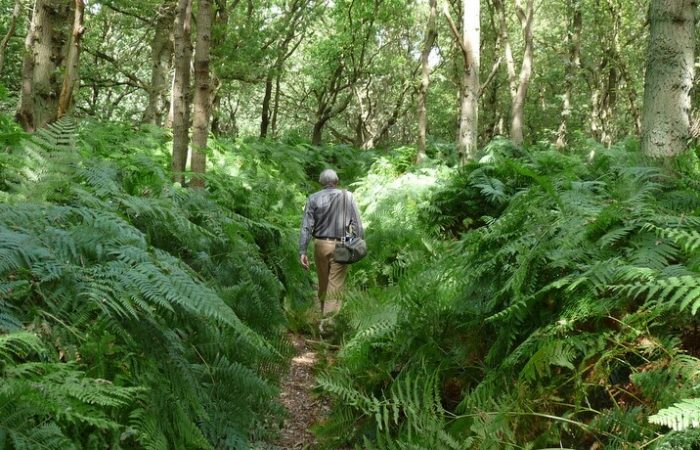 Adelaarsvaren in de Amsterdamse Waterleidingduinen