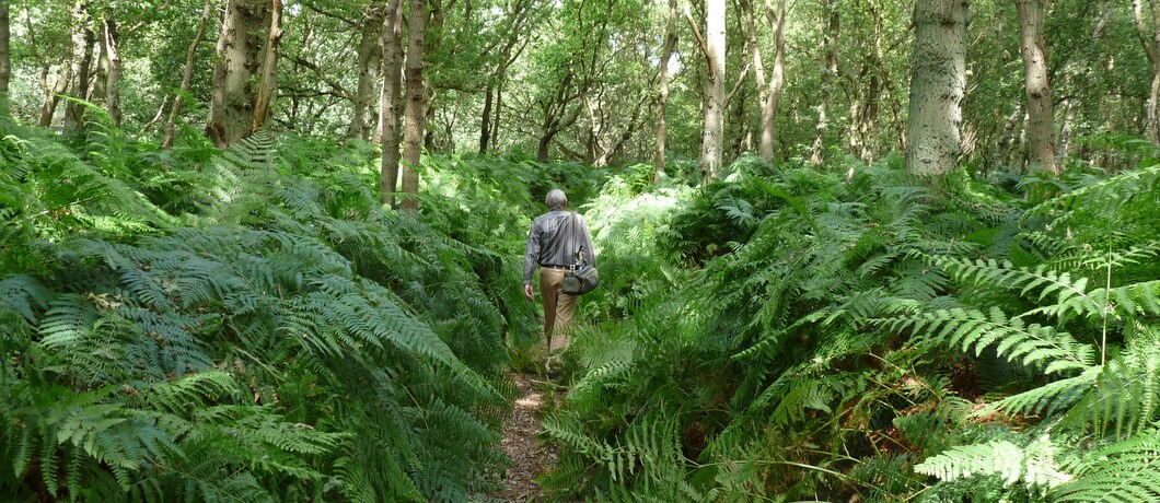 Adelaarsvaren in de Amsterdamse Waterleidingduinen