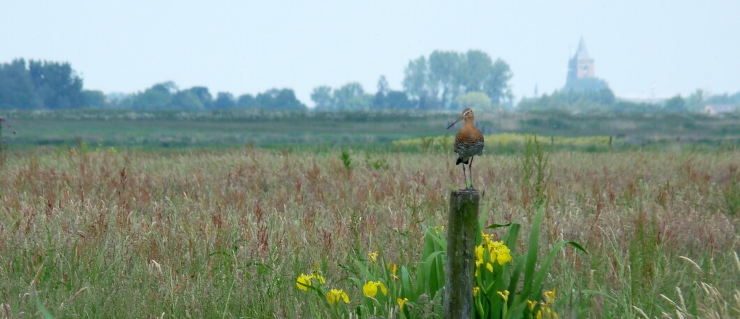 Grutto in de polder van Waterland