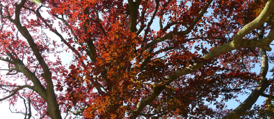 Oude rode beuk op landgoed Clingendael, Den Haag