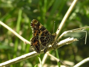 AWD Landkaartje