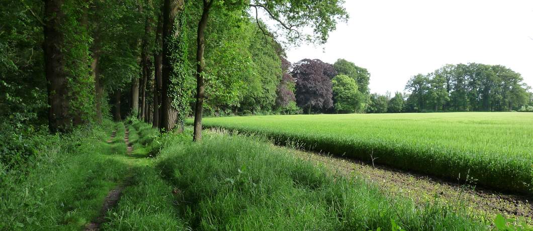 Bos en akkerbouw tijdens wandeling Bomendijk