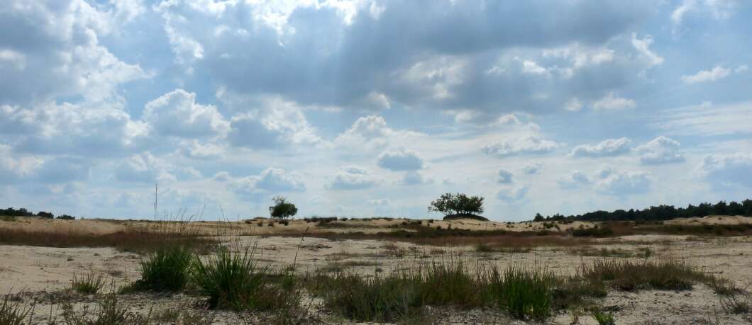 Alleen sterke planten overleven in de Loonse en Drunense Duinen stuifvlakte