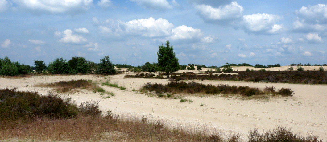 De stuifvlakte is onderdeel van de Loonse en Drunense Duinen