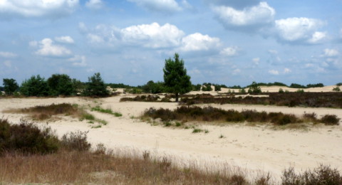De stuifvlakte is onderdeel van de Loonse en Drunense Duinen