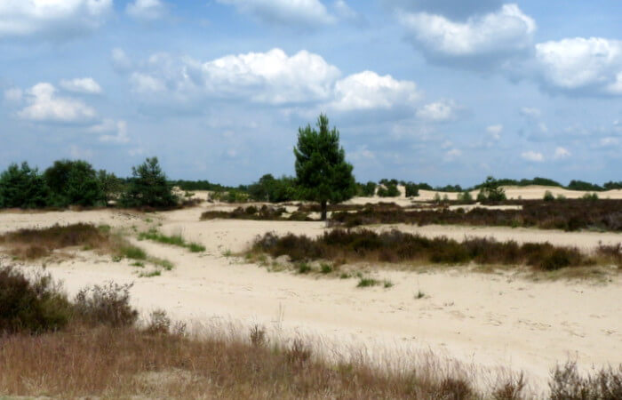 De stuifvlakte is onderdeel van de Loonse en Drunense Duinen