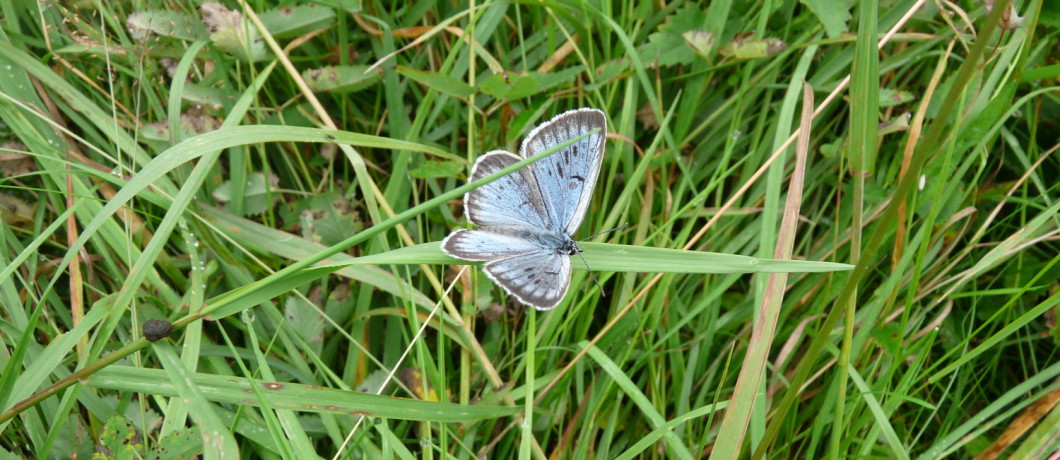 Het zeldzame Pimpernelblauwtje bij natuurgebied De Moerputten