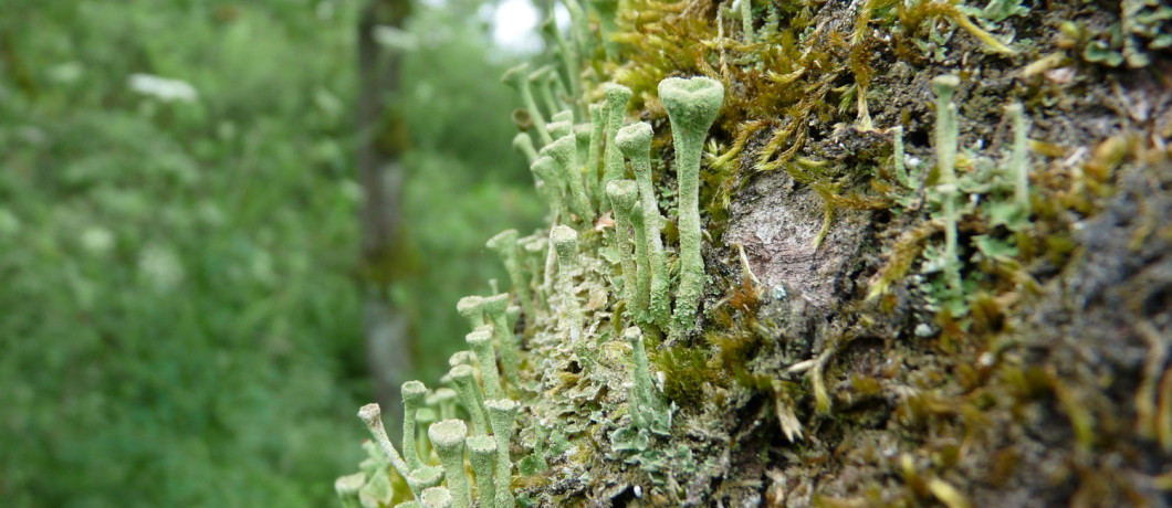 Korstmossen in natuurgebied De Moerputten