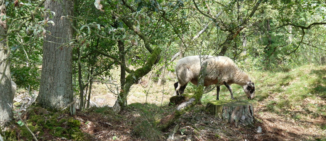 Schapen in de Loonse en Drunense Duinen