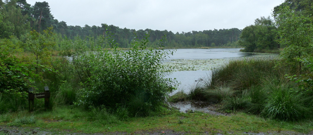 Het Brandven in de Oisterwijkse Bossen en Vennen