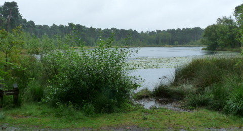 Het Brandven in de Oisterwijkse Bossen en Vennen