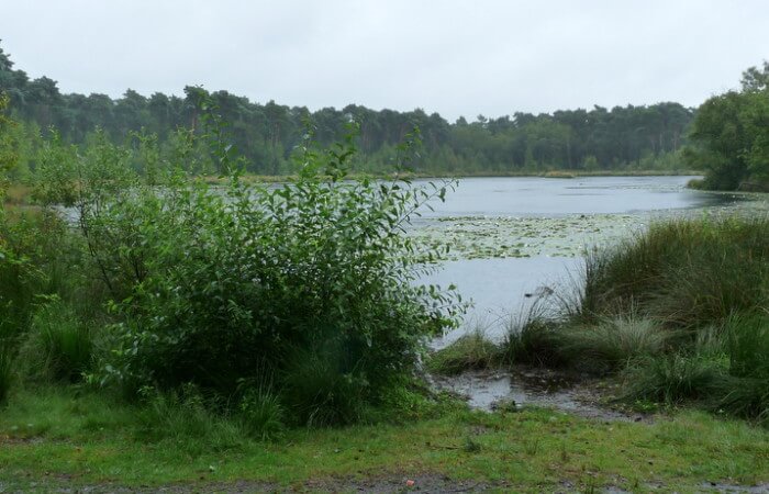 Het Brandven in de Oisterwijkse Bossen en Vennen