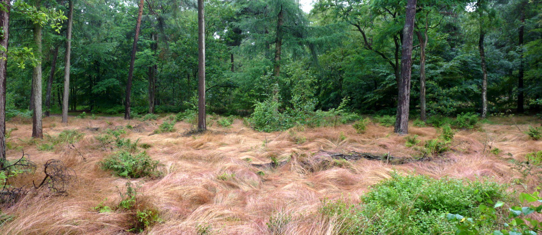 Veel bos ook in de Oisterwijkse Bossen en Vennen