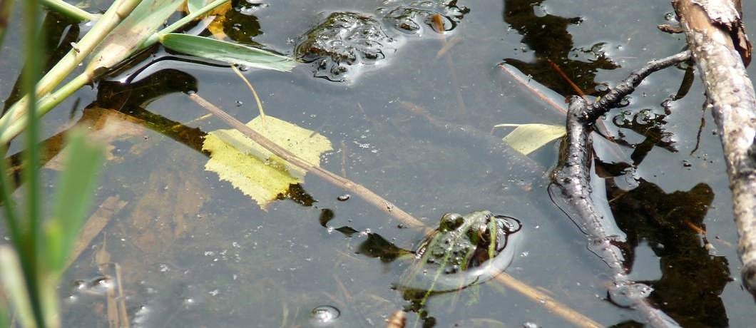 kikker in het Goorven op landgoed De Utrecht