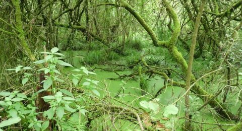 Moeras in natuurgebied De Moerputten