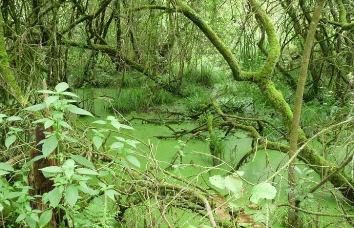 Moeras in natuurgebied De Moerputten