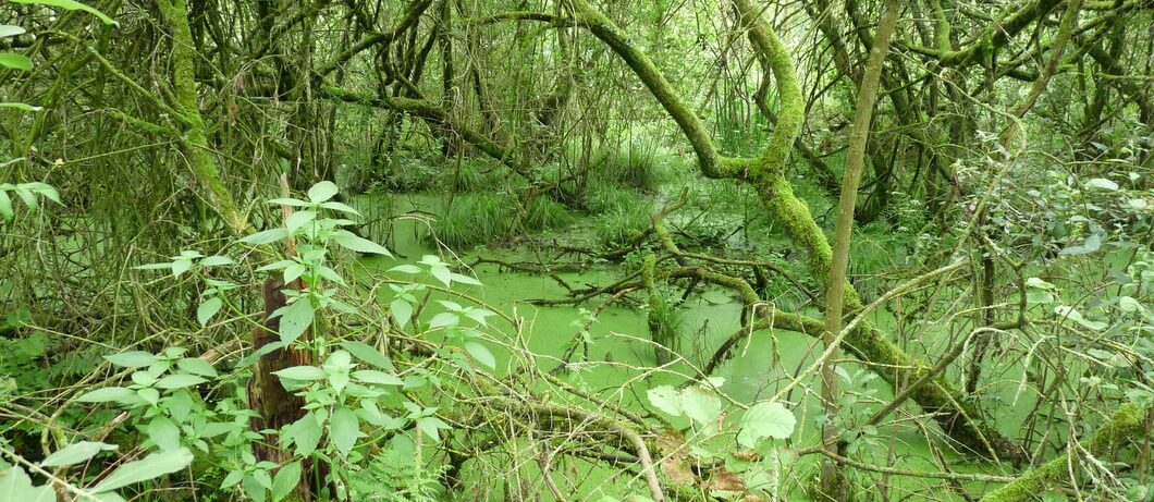 Moeras in natuurgebied De Moerputten