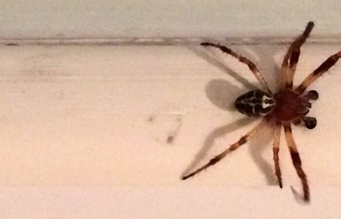 Deze spin is een mannetje dat zie je aan zijn bokshandschoenen