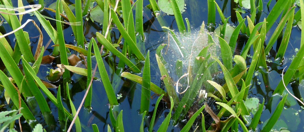 spinnenkraamkamer in de sloot bij Rottige Meente