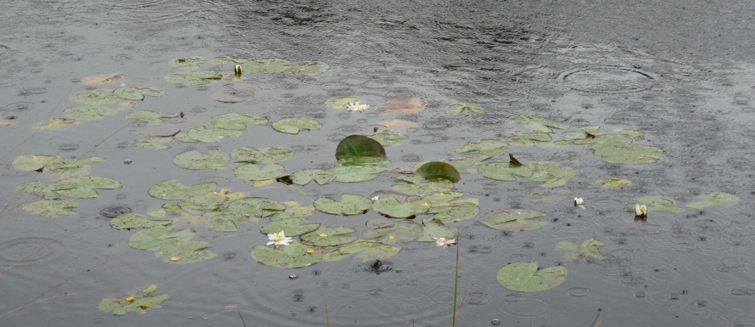 watelelies in de Oisterwijkse Bossen en Vennen