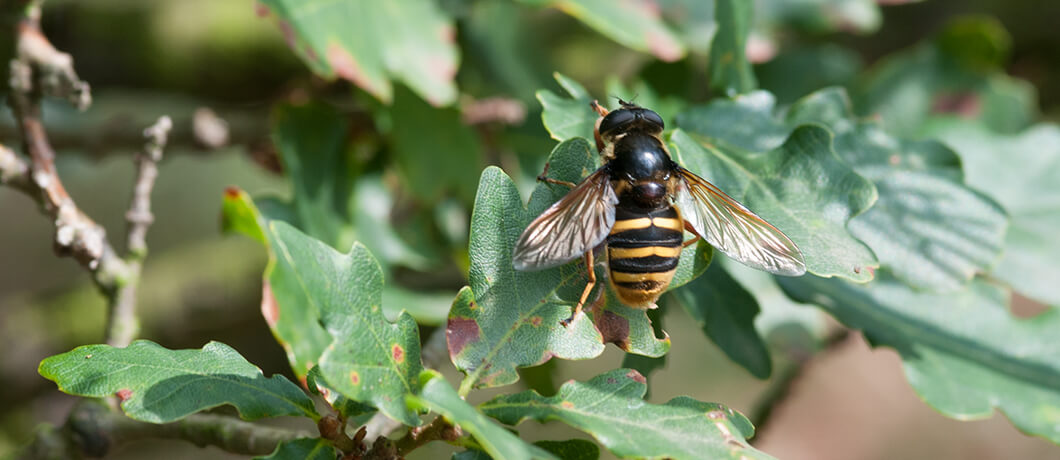 insecten