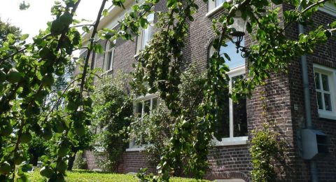 Gevel met perenboom B&B Nieuw-Midhuizen
