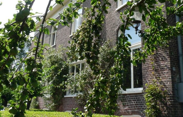 Gevel met perenboom B&B Nieuw-Midhuizen