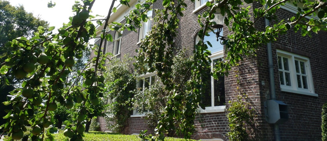 Gevel met perenboom B&B Nieuw-Midhuizen