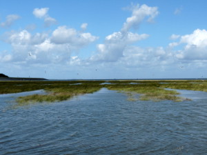 kwelders bij de Waddenzee