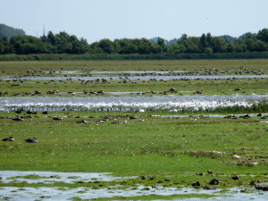 lepelaars en ganzen Lauwersmeer