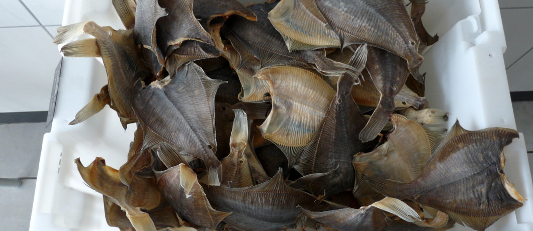 Bokking van palingrokerij Gaela Postma in Zoutkamp