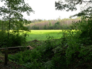 Bloeiend koolzaad in het bos