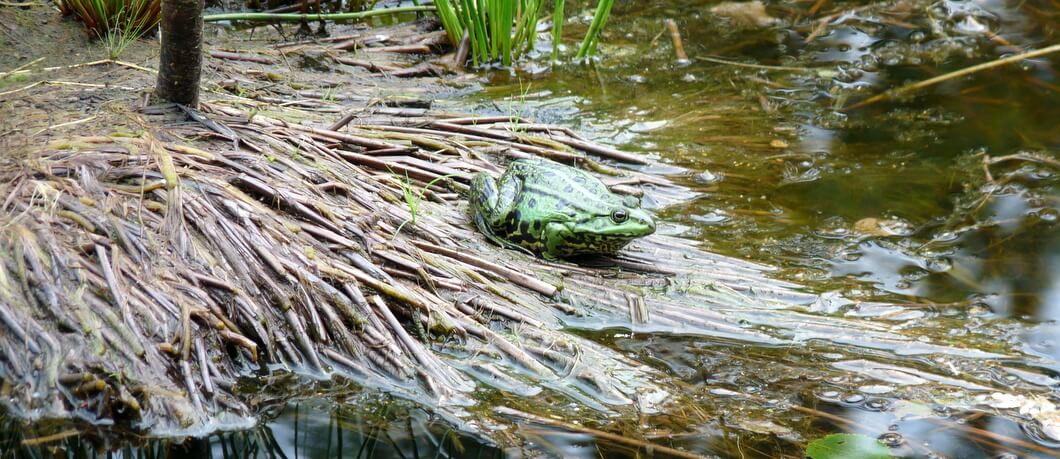 kikkers langs het Westerwoldepad