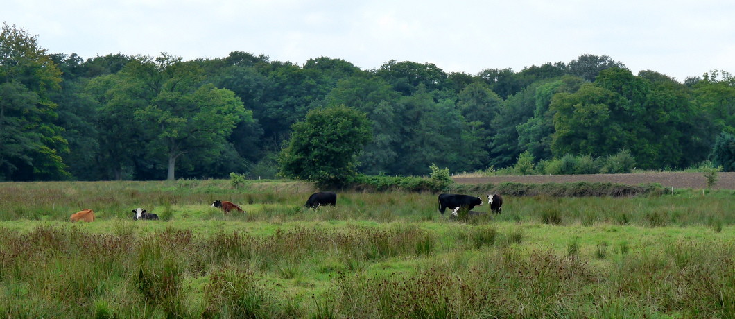 koeien langs het Westerwoldepad