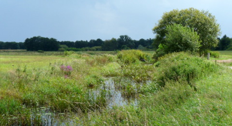 Wandelen over het Westerwoldepad langs de meanderende Ruiten Aa