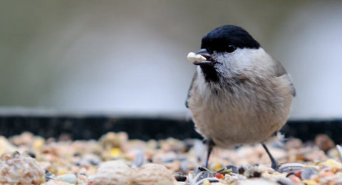 Winter in de tuin: voorjaarsbloeiers en vogels