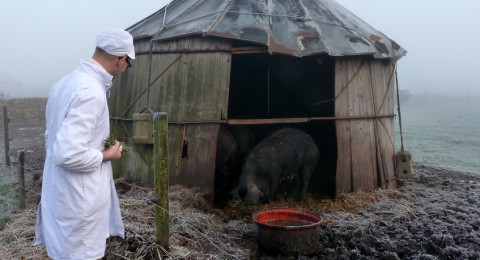 Lindenhoff Marché delicatessenwinkel en boerderij in de polder buiten Baambrugge