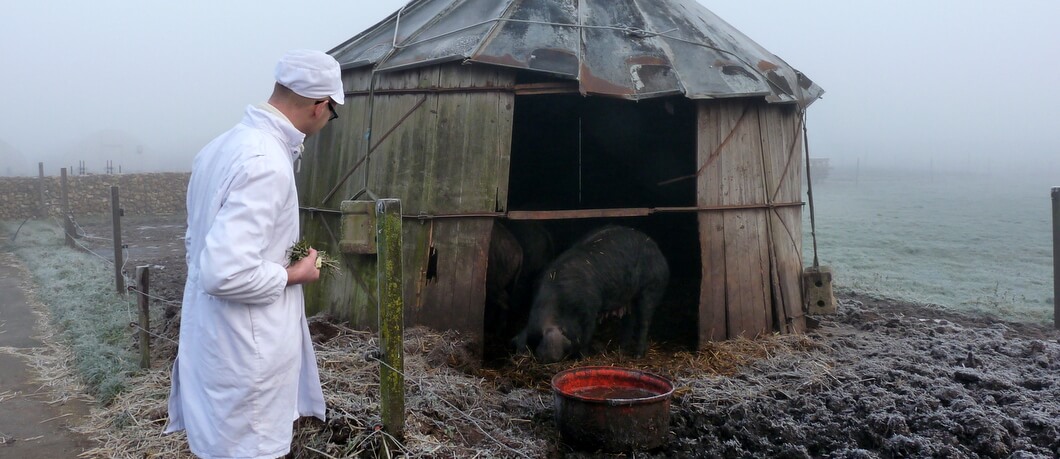 Lindenhoff Gasconne varken