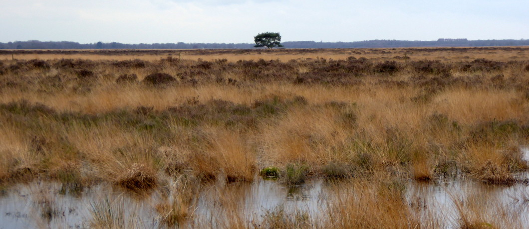 De stille Dwingelose heide