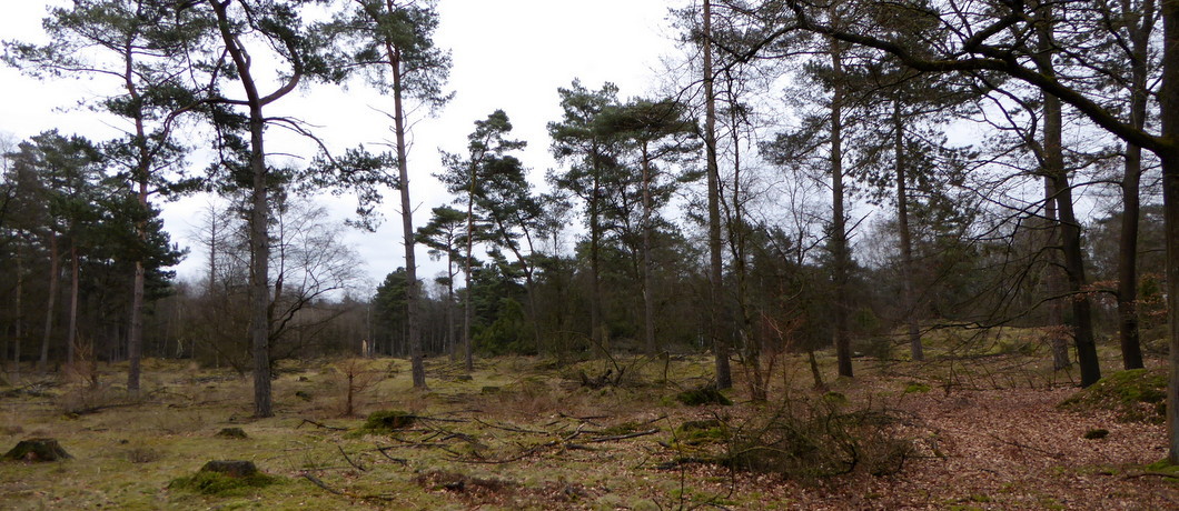 De bossen van Nationaal Park Dwingelderveld