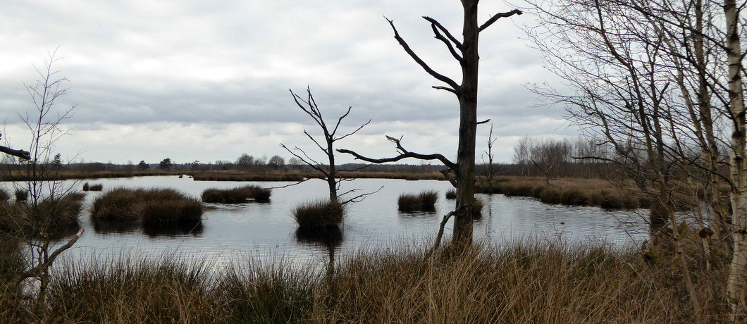 Vennen in Nationaal Park Dwingelderveld