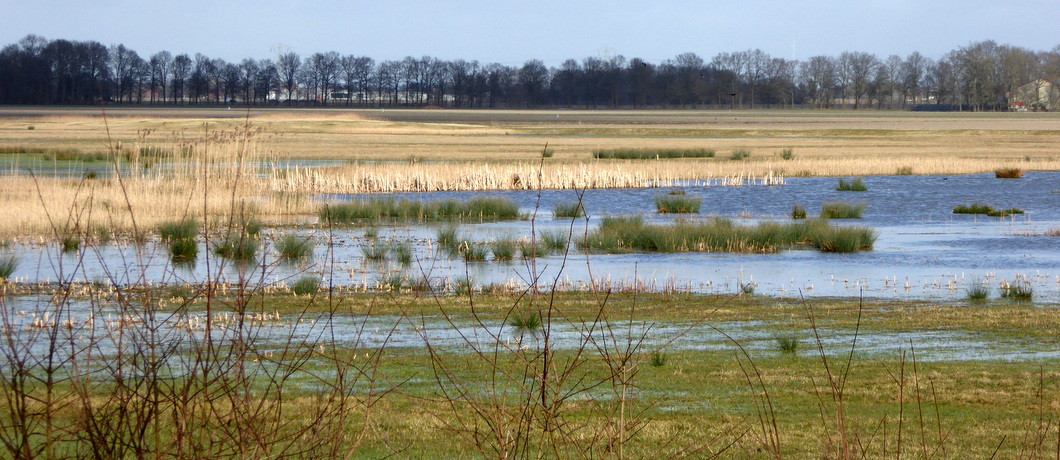 Drassige weilanden bij Schokland