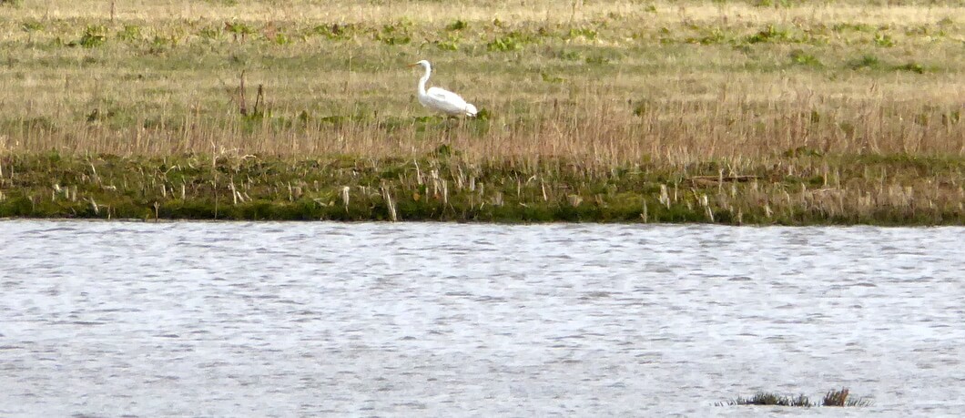 Zilverreiger op Schokland