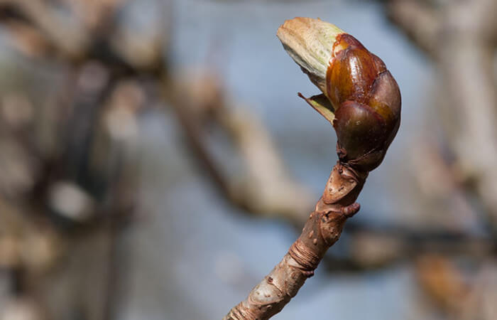 Knop paardenkastanje - foto Huib Koel