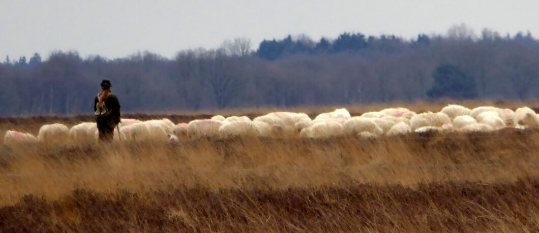 Schaapskudde op de Dwingelose heide